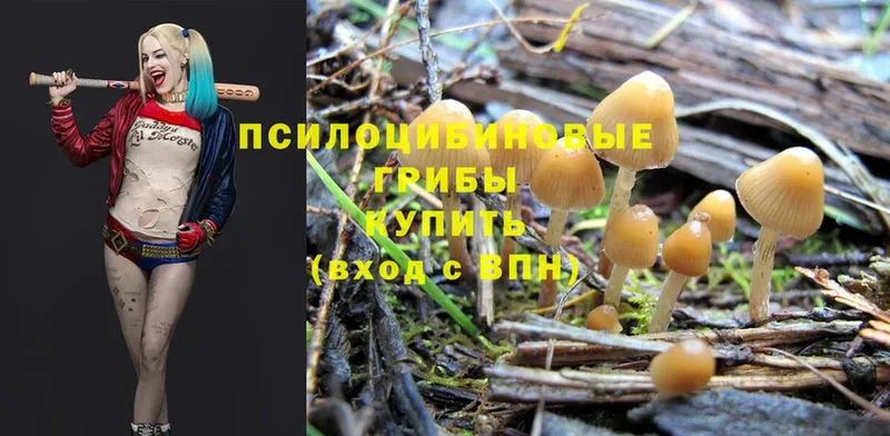 Галлюциногенные грибы MAGIC MUSHROOMS  Белёв 